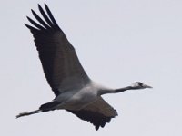 Kranich (Grus grus)  25